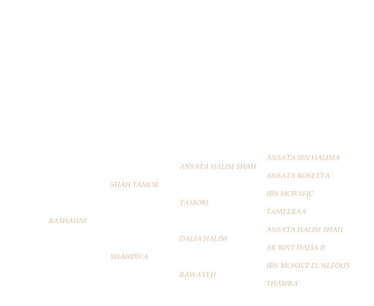 ANSATA IBN HALIMA      ANSATA HALIM SHAH ANSATA ROSETTA    SHAH TAMOR IBN MORAFIC      TAMORI TAMEERAA RASHAHNI ANSATA HALIM SHAH      DALIA HALIM AK BINT DALIA II    SHAHDIVA IBN MONIET EL NEFOUS      RAWAYEH THAWRA